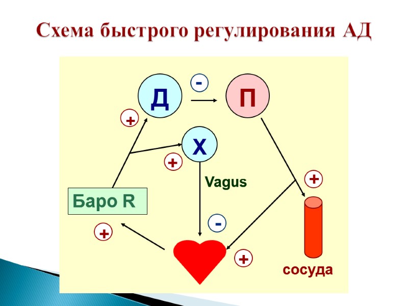 Схема быстрого регулирования АД  +  + +  +  + -